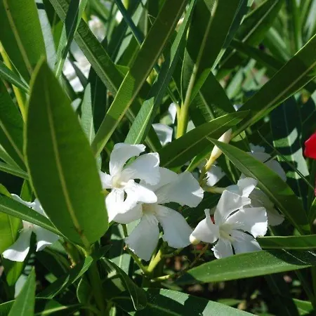 וילה Casa Helena מוריירה